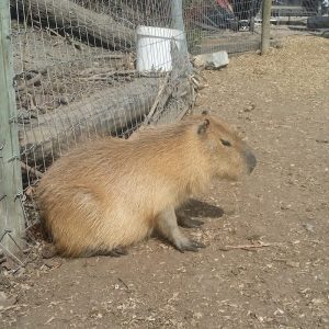 150-pound-rat-capybara