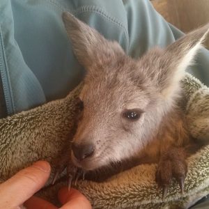 cute-baby-kangaroos-kelowna
