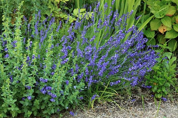 Lavender plant in a garden. 